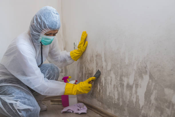 Best Local Mold Removal Service  in Portales, NM