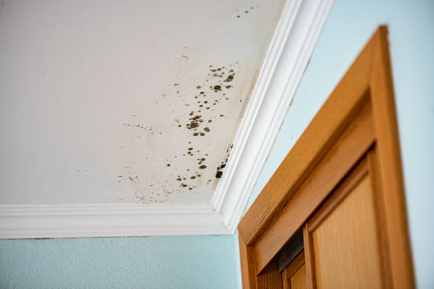 Portales, NM Mold Removal Company