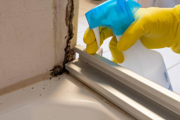 Mold Removal Process in Portales, NM
