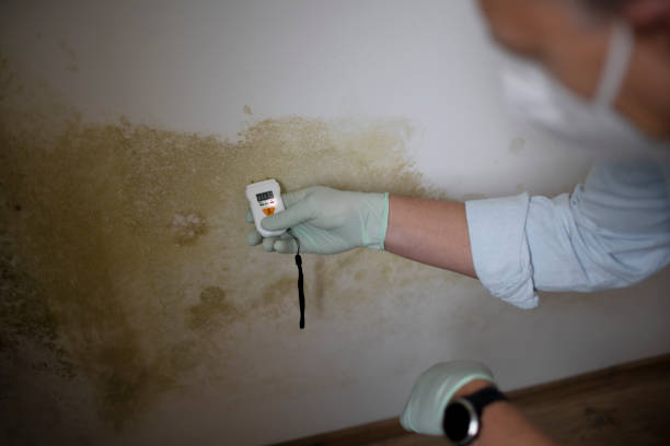 Office Mold Removal Services in Portales, NM