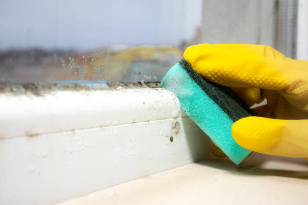 Best Professional Mold Removal  in Portales, NM