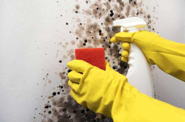 Best Mold Remediation  in Portales, NM