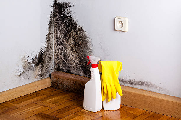 Best Local Mold Removal Service  in Portales, NM