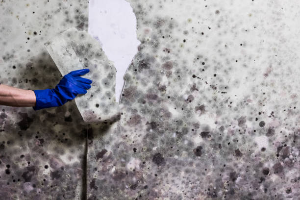 Best Residential Mold Removal  in Portales, NM
